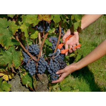 Tesouras para vindima, limpeza e trabalhos florais
 - P123-19-BULK30 Tesouras para vindima, limpeza e trabalhos florais
 - P123-19-BULK30