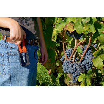 Tesoura de vindima curtade 6 mm com cabo de fibra de vidro 170 mm - 30 unidades a granel
 - P127-19-BULK30